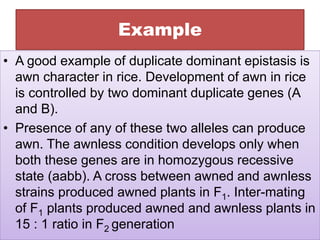 Example
• A good example of duplicate dominant epistasis is
awn character in rice. Development of awn in rice
is controlled by two dominant duplicate genes (A
and B).
• Presence of any of these two alleles can produce
awn. The awnless condition develops only when
both these genes are in homozygous recessive
state (aabb). A cross between awned and awnless
strains produced awned plants in F1. Inter-mating
of F1 plants produced awned and awnless plants in
15 : 1 ratio in F2 generation
 