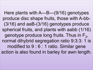 Here plants with A—B—(9/16) genotypes
produce disc shape fruits, those with A-bb-
(3/16) and aaB-(3/16) genotypes produce
spherical fruits, and plants with aabb (1/16)
genotype produce long fruits. Thus in F2,
normal dihybrid segregation ratio 9:3:3: 1 is
modified to 9 : 6 : 1 ratio. Similar gene
action is also found in barley for awn length.
 