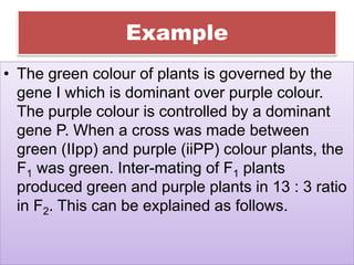 Example
• The green colour of plants is governed by the
gene I which is dominant over purple colour.
The purple colour is controlled by a dominant
gene P. When a cross was made between
green (IIpp) and purple (iiPP) colour plants, the
F1 was green. Inter-mating of F1 plants
produced green and purple plants in 13 : 3 ratio
in F2. This can be explained as follows.
 