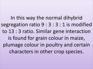 In this way the normal dihybrid
segregation ratio 9 : 3 : 3 : 1 is modified
to 13 : 3 ratio. Similar gene interaction
is found for grain colour in maize,
plumage colour in poultry and certain
characters in other crop species.
 