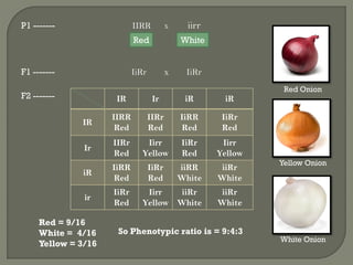 P1 ------- IIRR X iirr
Red White
F1 ------- IiRr x IiRr
IR Ir iR iR
IR
IIRR
Red
IIRr
Red
IiRR
Red
IiRr
Red
Ir
IIRr
Red
Iirr
Yellow
IiRr
Red
Iirr
Yellow
iR
IiRR
Red
IiRr
Red
iiRR
White
iiRr
White
ir
IiRr
Red
Iirr
Yellow
iiRr
White
iiRr
White
Red = 9/16
White = 4/16
Yellow = 3/16
So Phenotypic ratio is = 9:4:3
Red Onion
Yellow Onion
White Onion
F2 -------
 