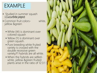 EXAMPLE
 Studied in summer squash
(Cucurbita pepo)
 Common fruit colors- white,
yellow &green
 White (W) is dominant over
colored squash
 Yellow (Y) is dominant over
green squash.
 Pure breeding white fruited
variety is crossed with the
double recessive green
variety,F1 hybrids are all white.
 When the hybrids are selfed-
white, yellow &green fruited
plants arise in the ratio of 12:3:1
 