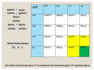 The effect of dominant gene ’Y’ is masked by the dominant gene ’W’ (epistatic gene)
♂/♀ WY Wy wY wy
WY WWYY WWYy WwYY WwYy
Wy WWYy WWyy WwYy Wwyy
wY WwYY WwYy wwYY wwYy
wy WwYy Wwyy wwYy wwyy
WWYY * wwyy
(white) ↓ (green)
WwYy
(white)
WwYy * WwYy
(white) (white)
White:Yellow:Green
12 : 3 : 1
 
