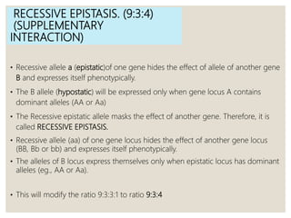 RECESSIVE EPISTASIS. (9:3:4)
(SUPPLEMENTARY
INTERACTION)
• Recessive allele a (epistatic)of one gene hides the effect of allele of another gene
B and expresses itself phenotypically.
• The B allele (hypostatic) will be expressed only when gene locus A contains
dominant alleles (AA or Aa)
• The Recessive epistatic allele masks the effect of another gene. Therefore, it is
called RECESSIVE EPISTASIS.
• Recessive allele (aa) of one gene locus hides the effect of another gene locus
(BB, Bb or bb) and expresses itself phenotypically.
• The alleles of B locus express themselves only when epistatic locus has dominant
alleles (eg., AA or Aa).
• This will modify the ratio 9:3:3:1 to ratio 9:3:4
 