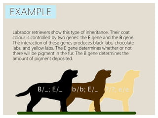 Labrador retrievers show this type of inheritance. Their coat
colour is controlled by two genes: the E gene and the B gene.
The interaction of these genes produces black labs, chocolate
labs, and yellow labs. The E gene determines whether or not
there will be pigment in the fur. The B gene determines the
amount of pigment deposited.
 