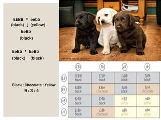 EEBB * eebb
(black) ↓ (yellow)
EeBb
(black)
EeBb * EeBb
(black) (black)
Black : Chocolate : Yellow
9 : 3 : 4
 