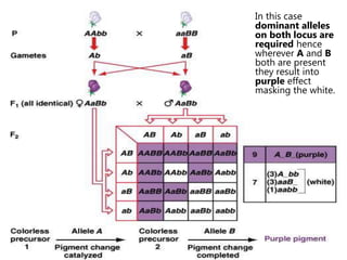 In this case
dominant alleles
on both locus are
required hence
wherever A and B
both are present
they result into
purple effect
masking the white.
 