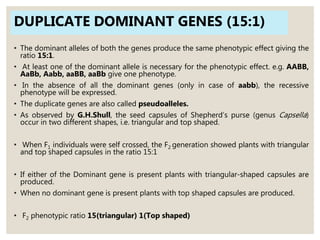 DUPLICATE DOMINANT GENES (15:1)
• The dominant alleles of both the genes produce the same phenotypic effect giving the
ratio 15:1.
• At least one of the dominant allele is necessary for the phenotypic effect. e.g. AABB,
AaBb, Aabb, aaBB, aaBb give one phenotype.
• In the absence of all the dominant genes (only in case of aabb), the recessive
phenotype will be expressed.
• The duplicate genes are also called pseudoalleles.
• As observed by G.H.Shull, the seed capsules of Shepherd’s purse (genus Capsella)
occur in two different shapes, i.e. triangular and top shaped.
• When F1 individuals were self crossed, the F2 generation showed plants with triangular
and top shaped capsules in the ratio 15:1
• If either of the Dominant gene is present plants with triangular-shaped capsules are
produced.
• When no dominant gene is present plants with top shaped capsules are produced.
• F2 phenotypic ratio 15(triangular) 1(Top shaped)
 