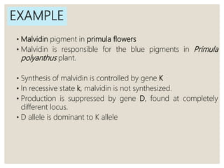 EXAMPLE
• Malvidin pigment in primula flowers
• Malvidin is responsible for the blue pigments in Primula
polyanthus plant.
• Synthesis of malvidin is controlled by gene K
• In recessive state k, malvidin is not synthesized.
• Production is suppressed by gene D, found at completely
different locus.
• D allele is dominant to K allele
 