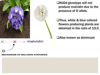 KkDd genotype will not
produce malvidin due to the
presence of D allele.
Thus, white & blue colored
flowers producing plants are
obtained in the ratio of 13:3
Also known as dominant
 