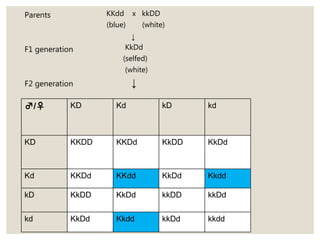 ♂/♀ KD Kd kD kd
KD KKDD KKDd KkDD KkDd
Kd KKDd KKdd KkDd Kkdd
kD KkDD KkDd kkDD kkDd
kd KkDd Kkdd kkDd kkdd
KKdd x kkDD
(blue) (white)
↓
KkDd
(selfed)
(white)
↓
Parents
F1 generation
F2 generation
 