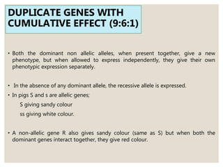 DUPLICATE GENES WITH
CUMULATIVE EFFECT (9:6:1)
• Both the dominant non allelic alleles, when present together, give a new
phenotype, but when allowed to express independently, they give their own
phenotypic expression separately.
• In the absence of any dominant allele, the recessive allele is expressed.
• In pigs S and s are allelic genes;
S giving sandy colour
ss giving white colour.
• A non-allelic gene R also gives sandy colour (same as S) but when both the
dominant genes interact together, they give red colour.
 