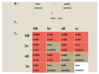 SR Sr sR sr
SR SSRR
(red)
SSRr
(red)
SsRR
(red)
SsRr
(red)
Sr SSRr
(red)
SSrr
(sandy)
SsRr
(red)
Ssrr
(sandy)
sR SsRR
(red)
SsRr
(red)
ssRR
(sandy)
ssRr
(sandy)
Sr SsRr
(red)
Ssrr
(sandy)
ssRr
(sandy)
ssrr
(white)
P : SSrr × ssRR
(sandy) (sandy)
SsRr (red)
F2 :
F1 :
 