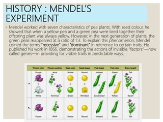 HISTORY : MENDEL’S
EXPERIMENT
◦ Mendel worked with seven characteristics of pea plants. With seed colour, he
showed that when a yellow pea and a green pea were bred together their
offspring plant was always yellow. However, in the next generation of plants, the
green peas reappeared at a ratio of 1:3. To explain this phenomenon, Mendel
coined the terms “recessive” and “dominant” in reference to certain traits. He
published his work in 1866, demonstrating the actions of invisible “factors”—now
called genes—in providing for visible traits in predictable ways.
 
