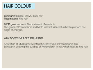 HAIR COLOUR
Eumelanin: Blonde, Brown, Black hair
Pheomelanin: Red hair
MCR1 gene: converts Pheomelanin to Eumelanin
The genes of Pheomelanin and MCR1 interact with each other to produce one
single phenotype.
WHY DO WE EVER GET RED HEADS?
A variation of MCR1 gene will stop the conversion of Pheomelanin into
Eumelanin, allowing the build up of Pheomelanin in hair, which leads to Red hair.
 