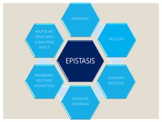 EPISTASIS
DOMINANT
RECESSIVE
DUPLICATE
RECESSIVE
DUPLICATE
DOMINANT
DOMINANT
RECESSIVE
INTERACTION
DUPLICATE
GENES WITH
CUMULATIVE
EFFECT
 