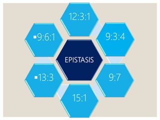 EPISTASIS
12:3:1
9:3:4
9:7
15:1
13:3
9:6:1
 