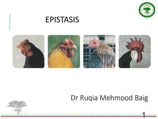 1
Dr Ruqia Mehmood Baig
EPISTASIS
 