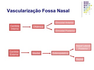 Vascularização Fossa Nasal
Carótida
Interna
Carótida
Externa
Oftálmica
Etmoidal Anterior
Etmoidal Posterior
Maxilar Esfenopalatina
Nasal Lateral
Posterior
Septal
 