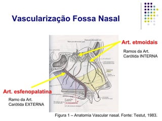 Art. etmoidais
Art. esfenopalatina
Ramos da Art.
Carótida INTERNA
Ramo da Art.
Carótida EXTERNA
Vascularização Fossa Nasal
Figura 1 – Anatomia Vascular nasal. Fonte: Testut, 1983.
 