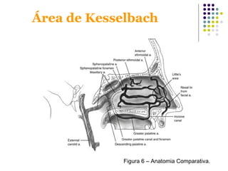 Área de Kesselbach
Figura 6 – Anatomia Comparativa.
 