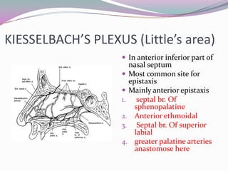 KIESSELBACH’S PLEXUS (Little’s area)
                     In anterior inferior part of
                      nasal septum
                     Most common site for
                      epistaxis
                     Mainly anterior epistaxis
                    1. septal br. Of
                        sphenopalatine
                    2. Anterior ethmoidal
                    3. Septal br. Of superior
                        labial
                    4. greater palatine arteries
                        anastomose here
 