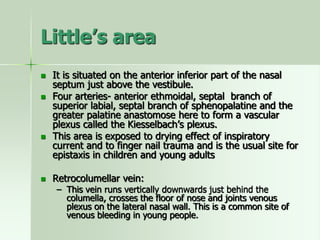 Little’s area
 It is situated on the anterior inferior part of the nasal
septum just above the vestibule.
 Four arteries- anterior ethmoidal, septal branch of
superior labial, septal branch of sphenopalatine and the
greater palatine anastomose here to form a vascular
plexus called the Kiesselbach’s plexus.
 This area is exposed to drying effect of inspiratory
current and to finger nail trauma and is the usual site for
epistaxis in children and young adults
 Retrocolumellar vein:
– This vein runs vertically downwards just behind the
columella, crosses the floor of nose and joints venous
plexus on the lateral nasal wall. This is a common site of
venous bleeding in young people.
 