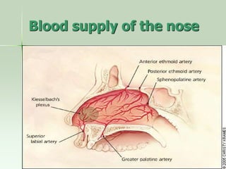 Blood supply of the nose
 