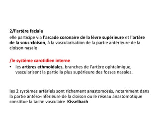 2/l'artère faciale
elle participe via l'arcade coronaire de la lèvre supérieure et l'artère
de la sous-cloison, à la vascularisation de la partie antérieure de la
cloison nasale
/le système carotidien interne
• les artères ethmoidales, branches de l'artère ophtalmique,
vascularisent la partie la plus supérieure des fosses nasales.
les 2 systèmes artériels sont richement anastomosés, notamment dans
la partie antéro-inférieure de la cloison ou le réseau anastomotique
constitue la tache vasculaire Kisselbach
 