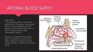 ARTERIAL BLOOD SUPPLY
3
Little’s area :
• Four arteries-anterior ethmoidal,
septal branch of superior labial, septal
branch of sphenopalatine and the
greater palatine, anastomose here to
form a vascular plexus called
“Kiesselbach’s plexus”.
This area is exposed to the drying
effect of inspiratory current and to
finger nail trauma, and is the usual
site for epistaxis in children and young
adults.
 