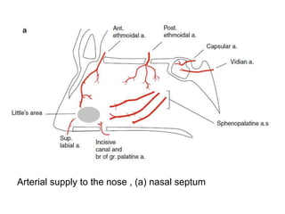 Arterial supply to the nose , (a) nasal septum
 