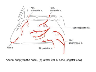 Arterial supply to the nose , (b) lateral wall of nose (sagittal view)
 
