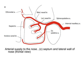 Arterial supply to the nose , (c) septum and lateral wall of
nose (frontal view)
 