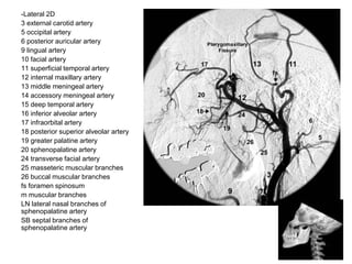 -Lateral 2D
3 external carotid artery
5 occipital artery
6 posterior auricular artery
9 lingual artery
10 facial artery
11 superficial temporal artery
12 internal maxillary artery
13 middle meningeal artery
14 accessory meningeal artery
15 deep temporal artery
16 inferior alveolar artery
17 infraorbital artery
18 posterior superior alveolar artery
19 greater palatine artery
20 sphenopalatine artery
24 transverse facial artery
25 masseteric muscular branches
26 buccal muscular branches
fs foramen spinosum
m muscular branches
LN lateral nasal branches of
sphenopalatine artery
SB septal branches of
sphenopalatine artery
 