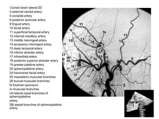 -Coned down lateral 2D
3 external carotid artery
5 occipital artery
6 posterior auricular artery
9 lingual artery
10 facial artery
11 superficial temporal artery
12 internal maxillary artery
13 middle meningeal artery
14 accessory meningeal artery
15 deep temporal artery
16 inferior alveolar artery
17 infraorbital artery
18 posterior superior alveolar artery
19 greater palatine artery
20 sphenopalatine artery
24 transverse facial artery
25 masseteric muscular branches
26 buccal muscular branches
fs foramen spinosum
m muscular branches
LN lateral nasal branches of
sphenopalatine
artery
SB septal branches of sphenopalatine
artery
 