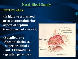 Nasal Blood Supply
LITTLE`S AREA:
•Is higly vascularized
area at anteroinferior
aspect of septum
(confluence of arteries) :
•Supplied by :
-Shenoplalatine a.
- superior labial a.
- ant. Ethmoidal a.
- greater palatine a.
 