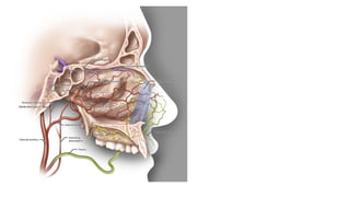 EPISTAXIS for ent post graduates simple.pptx