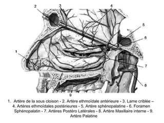 1. Artère de la sous cloison - 2. Artère ethmoïdale antérieure - 3. Lame criblée –
4. Artères ethmoïdales postérieures - 5. Artère sphénopalatine - 6. Foramen
Sphénopalatin - 7. Artères Postéro Latérales - 8. Artère Maxillaire interne - 9.
Artère Palatine
 