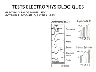 TESTS ELECTROPHYSIOLOGIQUES
ELECTRO OLFACOGRAMME - EOG
POTENIELS EVOQUES OLFACTIFS -PEO
 