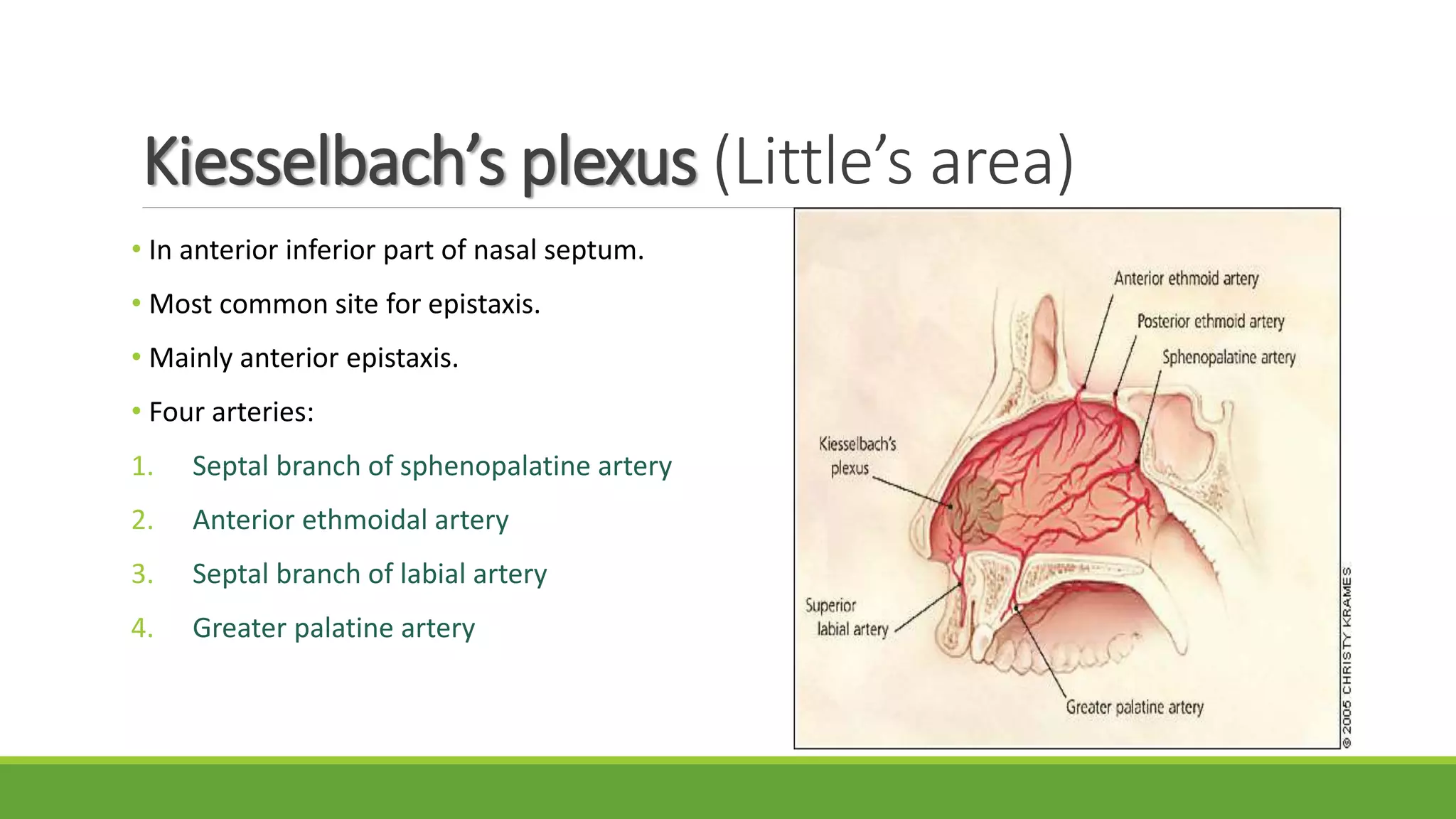 Kiesselbach’s plexus (Little’s area)
• In anterior inferior part of nasal septum.
• Most common site for epistaxis.
• Mainly anterior epistaxis.
• Four arteries:
1. Septal branch of sphenopalatine artery
2. Anterior ethmoidal artery
3. Septal branch of labial artery
4. Greater palatine artery
 