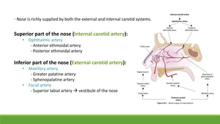• Nose is richly supplied by both the external and internal carotid systems.
Superior part of the nose (Internal carotid artery):
• Ophthalmic artery
- Anterior ethmoidal artery
- Posterior ethmoidal artery
Inferior part of the nose (External carotid artery):
• Maxillary artery
- Greater palatine artery
- Sphenopalatine artery
• Facial artery
- Superior labial artery  vestibule of the nose
 