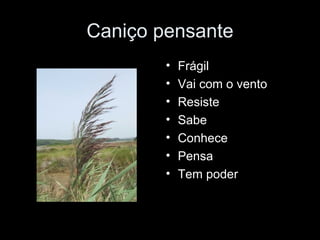Caniço pensante Frágil Vai com o vento Resiste Sabe Conhece Pensa Tem poder 