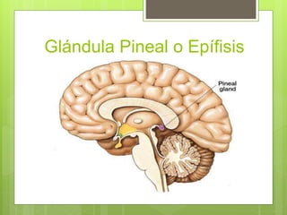 Glándula Pineal o Epífisis