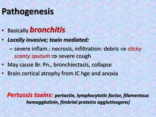 Pathogenesis
• Basically bronchitis
• Locally invasive; toxin mediated:
– severe inflam.: necrosis, infiltration: debris  sticky
scanty sputum  severe cough
• May cause Br. Pn., bronchiectasis, collapse
• Brain cortical atrophy from IC hge and anoxia
Pertussis toxins: pertactin, lymphocytotic factor, filamentous
hemagglutinin, fimbrial proteins agglutinogens)
 