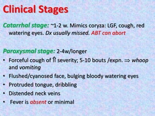 Clinical Stages
Catarrhal stage: ~1-2 w. Mimics coryza: LGF, cough, red
watering eyes. Dx usually missed. ABT can abort
Paroxysmal stage: 2-4w/longer
• Forceful cough of  severity; 5-10 bouts /expn.  whoop
and vomiting
• Flushed/cyanosed face, bulging bloody watering eyes
• Protruded tongue, dribbling
• Distended neck veins
• Fever is absent or minimal
 
