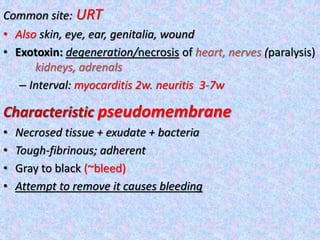 Common site: URT
• Also skin, eye, ear, genitalia, wound
• Exotoxin: degeneration/necrosis of heart, nerves (paralysis)
kidneys, adrenals
– Interval: myocarditis 2w. neuritis 3-7w
Characteristic pseudomembrane
• Necrosed tissue + exudate + bacteria
• Tough-fibrinous; adherent
• Gray to black (~bleed)
• Attempt to remove it causes bleeding
 