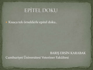  Kısaca tek örneklerle epitel doku..




                              BARIŞ ERSİN KARABAK
Cumhuriyet Üniversitesi Veteriner Fakültesi
 
