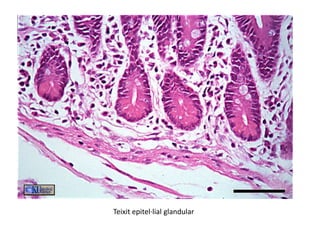 Teixit epitel·lial glandular
 