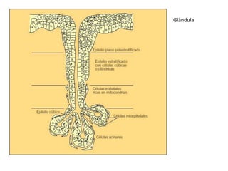 Glàndula
 