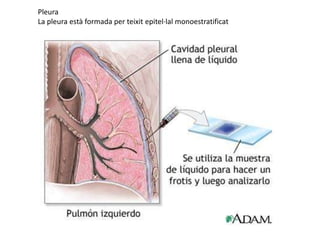 Pleura
La pleura està formada per teixit epitel·lal monoestratificat
 